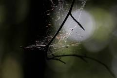 Insekten/Weichtiere 