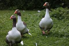 Vögel 