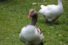 Vögel 