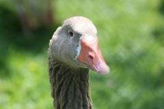 Vögel 