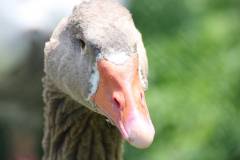 Vögel 
