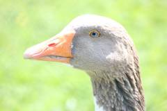 Vögel 