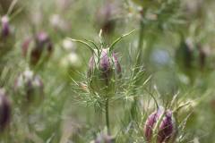 Blüten 