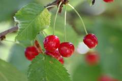 Frucht 