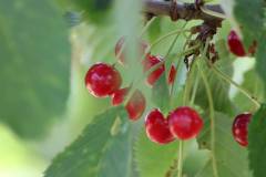 Frucht 