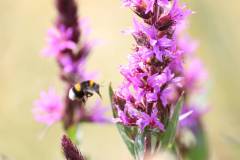 Insekten/Weichtiere 
