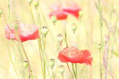Blüten 
