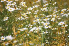 Blüten 