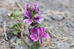 Blüten 