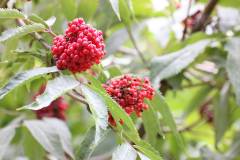 Frucht 