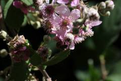 Blüten 