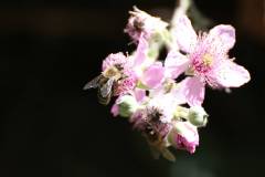 Insekten/Weichtiere 