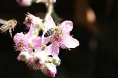 Insekten/Weichtiere 