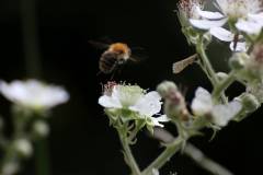 Insekten/Weichtiere 