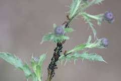 Insekten/Weichtiere 