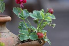 Blüten 
