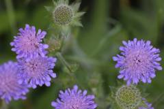 Blüten 