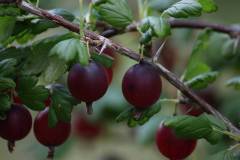 Frucht 