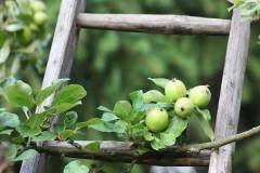 Frucht 