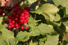 Frucht 