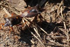 Insekten/Weichtiere 