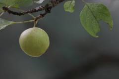 Frucht 