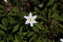 Blüten 