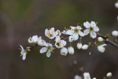 Blüten 