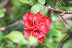 Blüten 