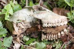 Tiere 