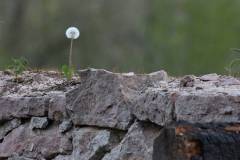 Blüten 