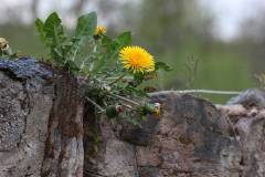 Blüten 