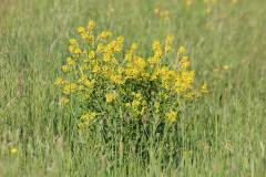 Blüten 