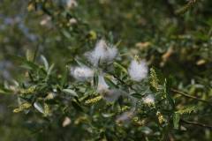 Blüten 