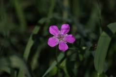 Blüten 