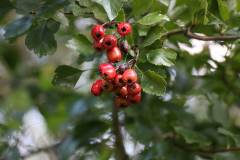 Frucht 