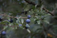 Frucht 