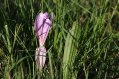 Blüten 