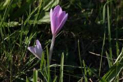 Blüten 