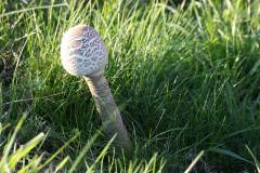 Pilze 