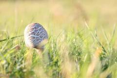 Pilze 