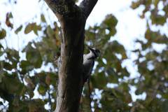 Vögel 