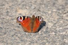 Insekten/Weichtiere 
