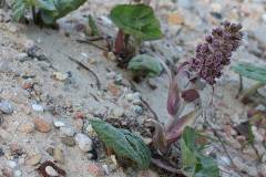 Blüten 