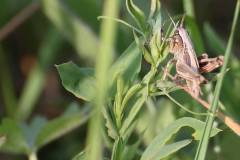Insekten/Weichtiere 
