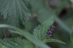 Insekten/Weichtiere 