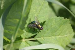 Insekten/Weichtiere 
