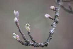 Blüten 