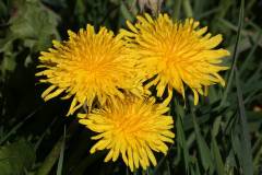 Blüten 