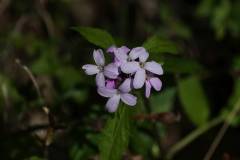 Blüten 